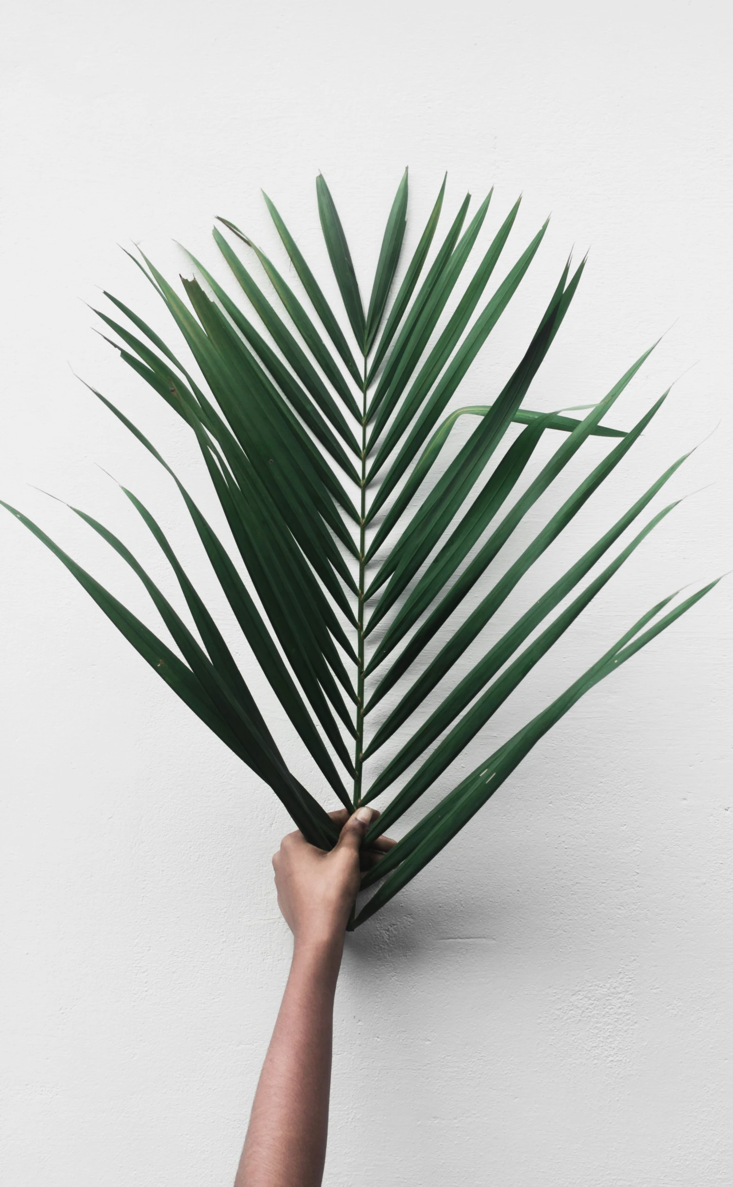 a person holding up a palm leaf with white background