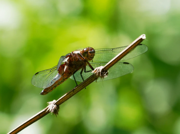 a dragon fly resting on the stem of a plant