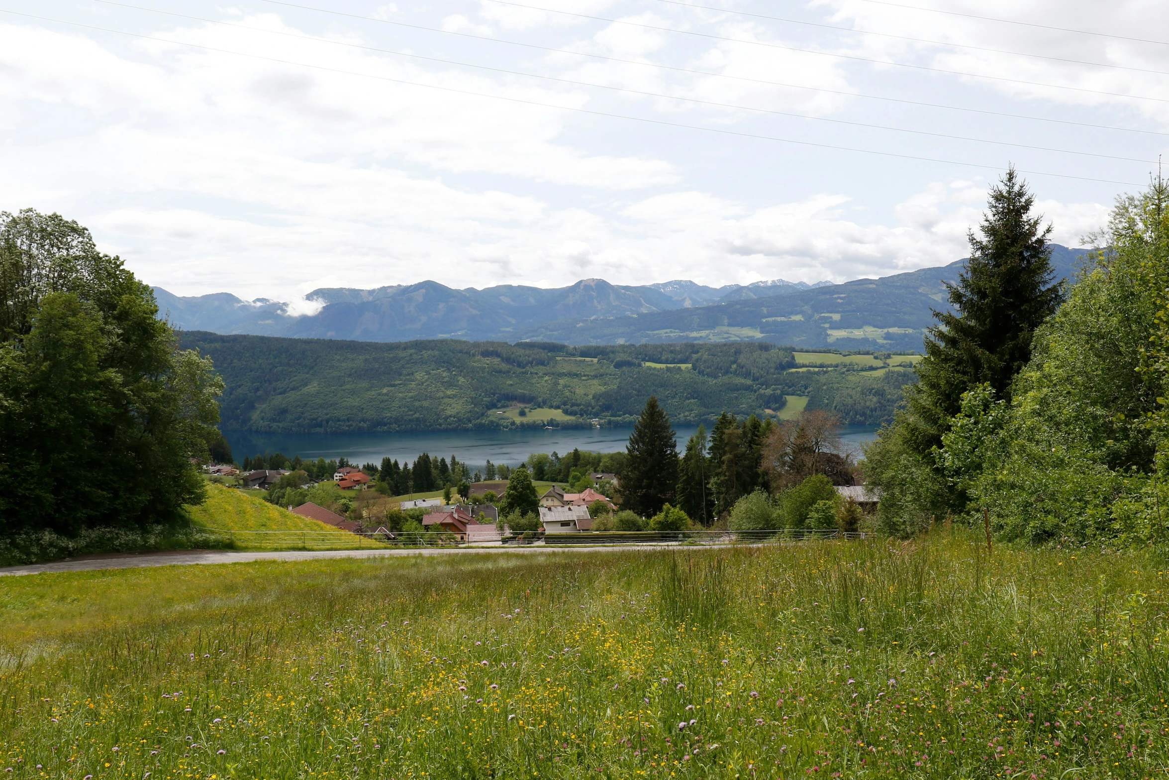 a lush green valley surrounded by forest