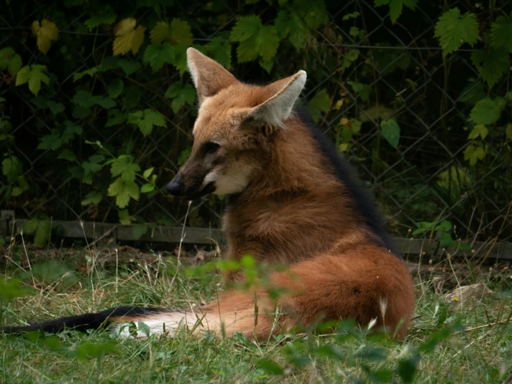 a close up of a small animal sitting in the grass