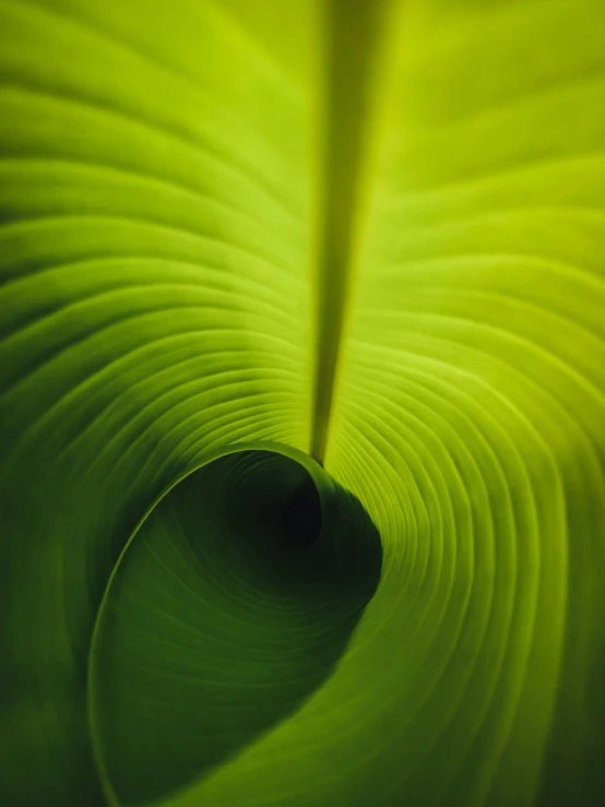 a closeup view of the leaves that form an abstract pattern