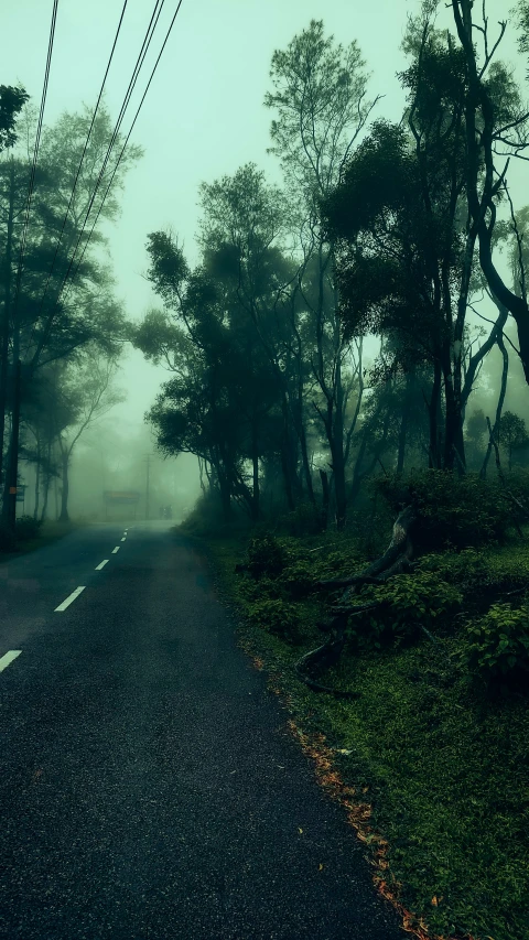 a road through some trees with the mist on the ground