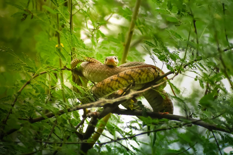 two brown birds perched on the nches of trees