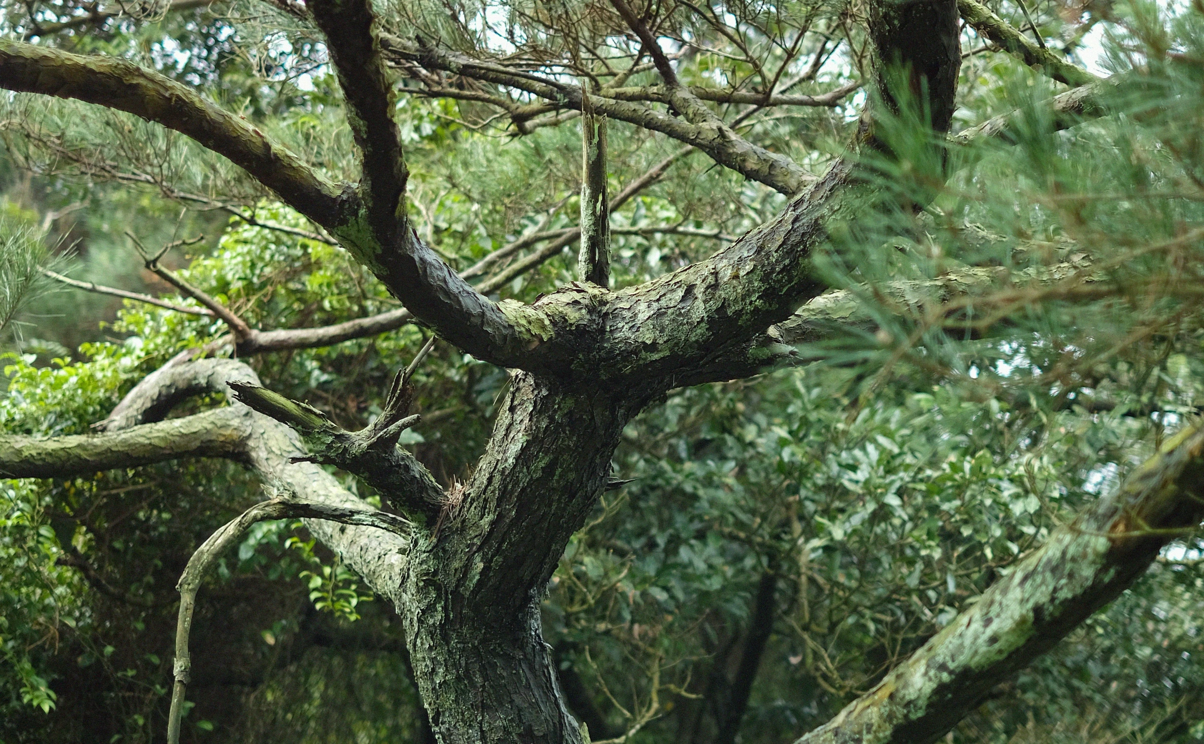 a giraffe standing under some trees covered in green leaves