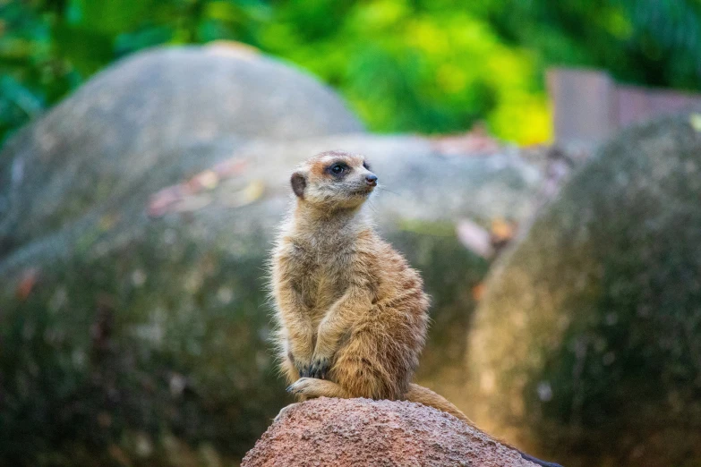 a meerkat stands atop a rock at the zoo