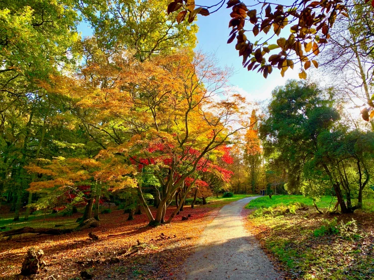 an area in the fall with lots of trees