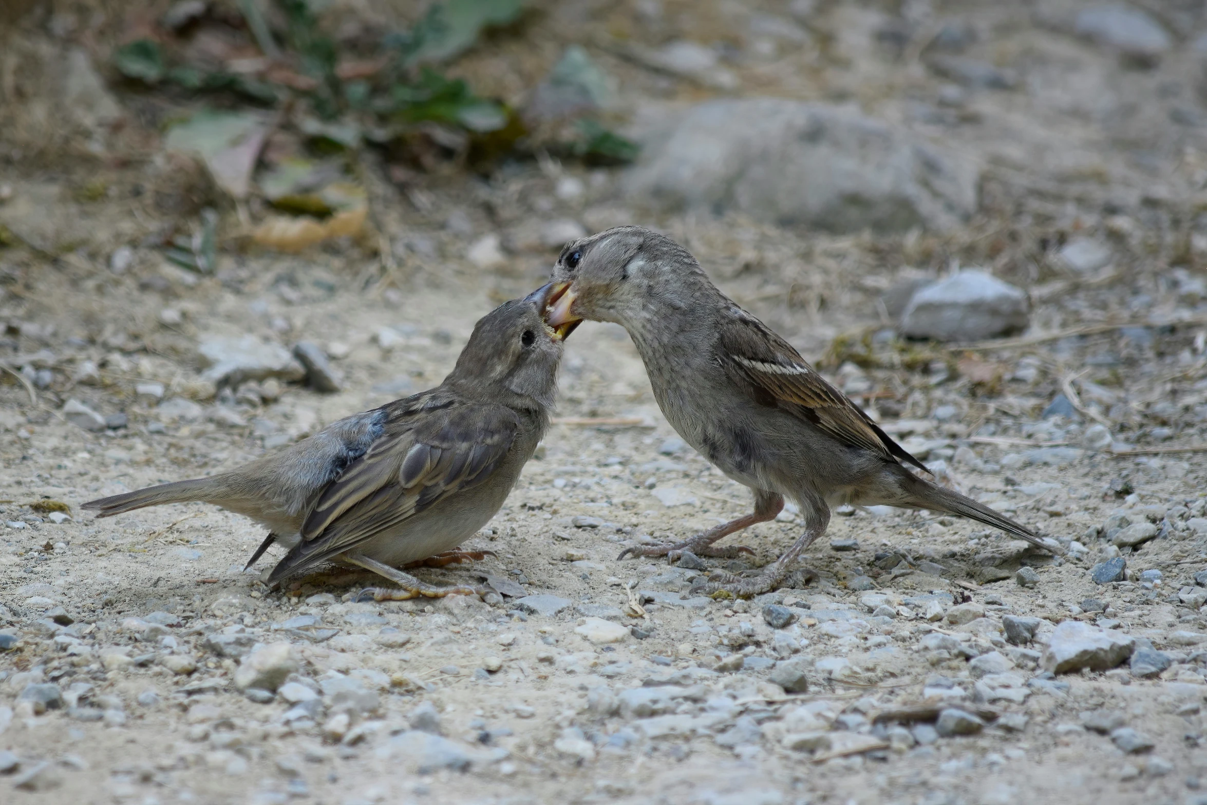 two birds on ground with rock area in foreground