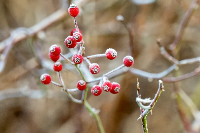 berries on an orange plant in a garden