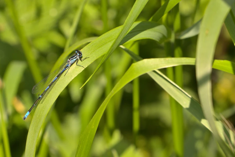 small blue and black insect on a green plant