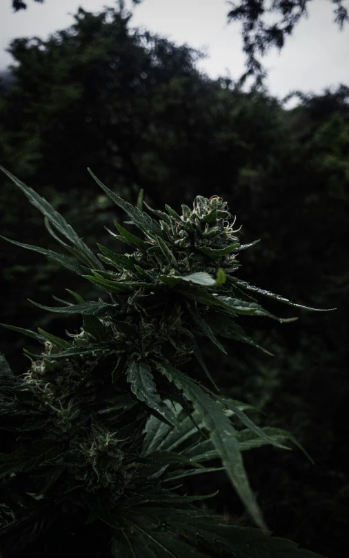 the flower is a white flower with multiple leaves