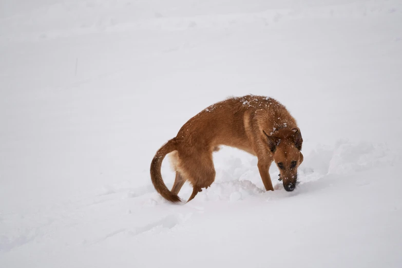 a brown dog is playing with the snow