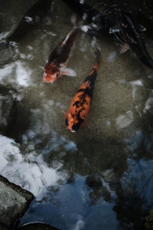 two orange and black koi fish swimming in a pond