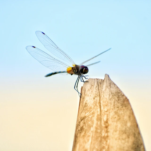 the dragon fly is perched on the corner of the wooden pole