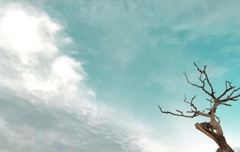 a bare tree sitting below a blue sky