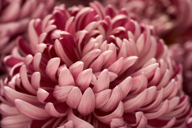 the flower petals look like petals coming out of a plant