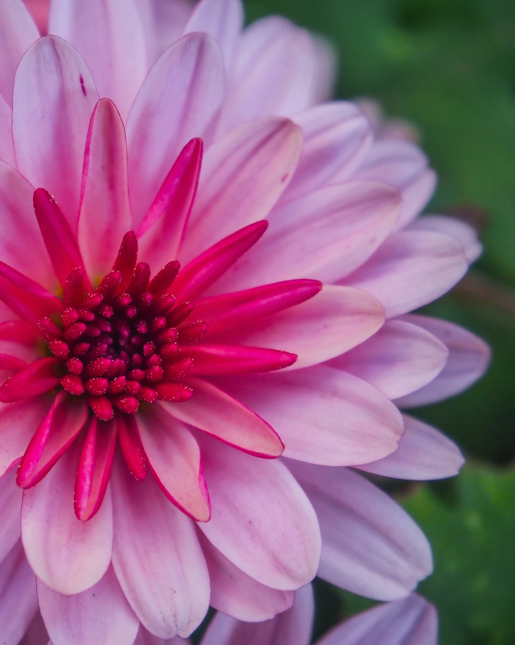 a beautiful flower in bloom, and its petals pink with red tips