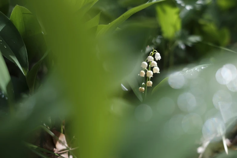 the small plant is growing in the plant