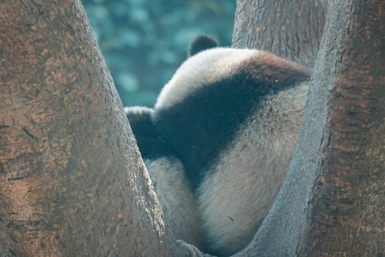 panda bear leaning out from behind a tree