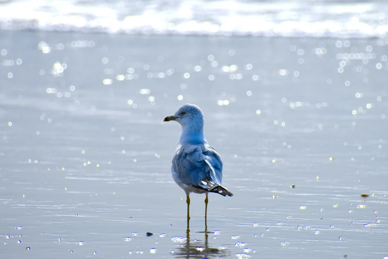 a bird on the shore of a beach