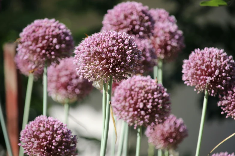 many small purple flowers growing in a garden