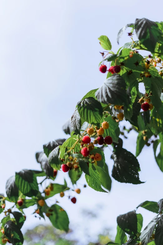 berries are beginning to ripe from a tree