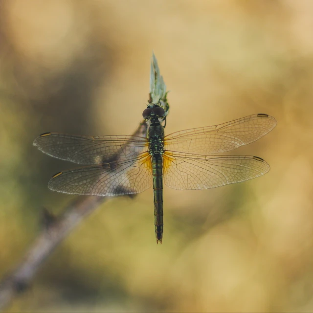 a small dragon fly resting on a nch