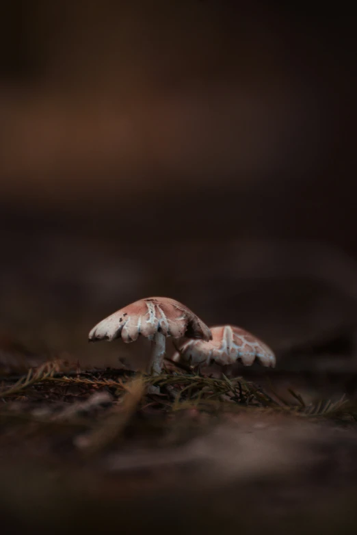 the picture shows a cluster of mushrooms sitting on some grass