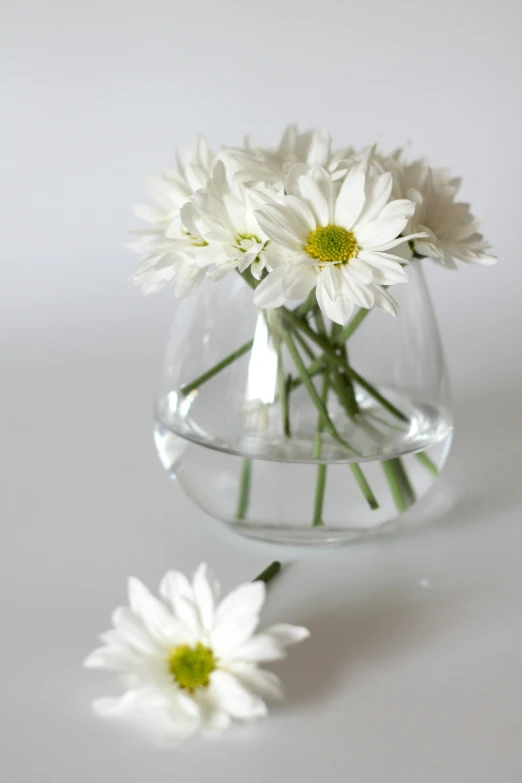 two small white flowers in a clear glass vase