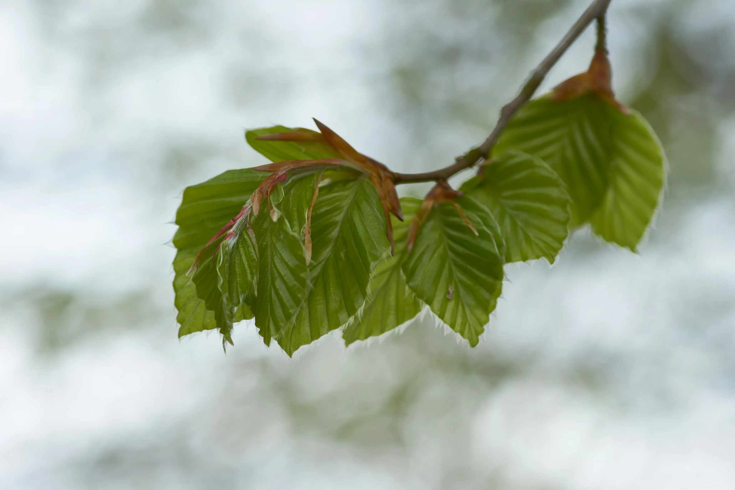 some green leaves are hanging from a tree nch