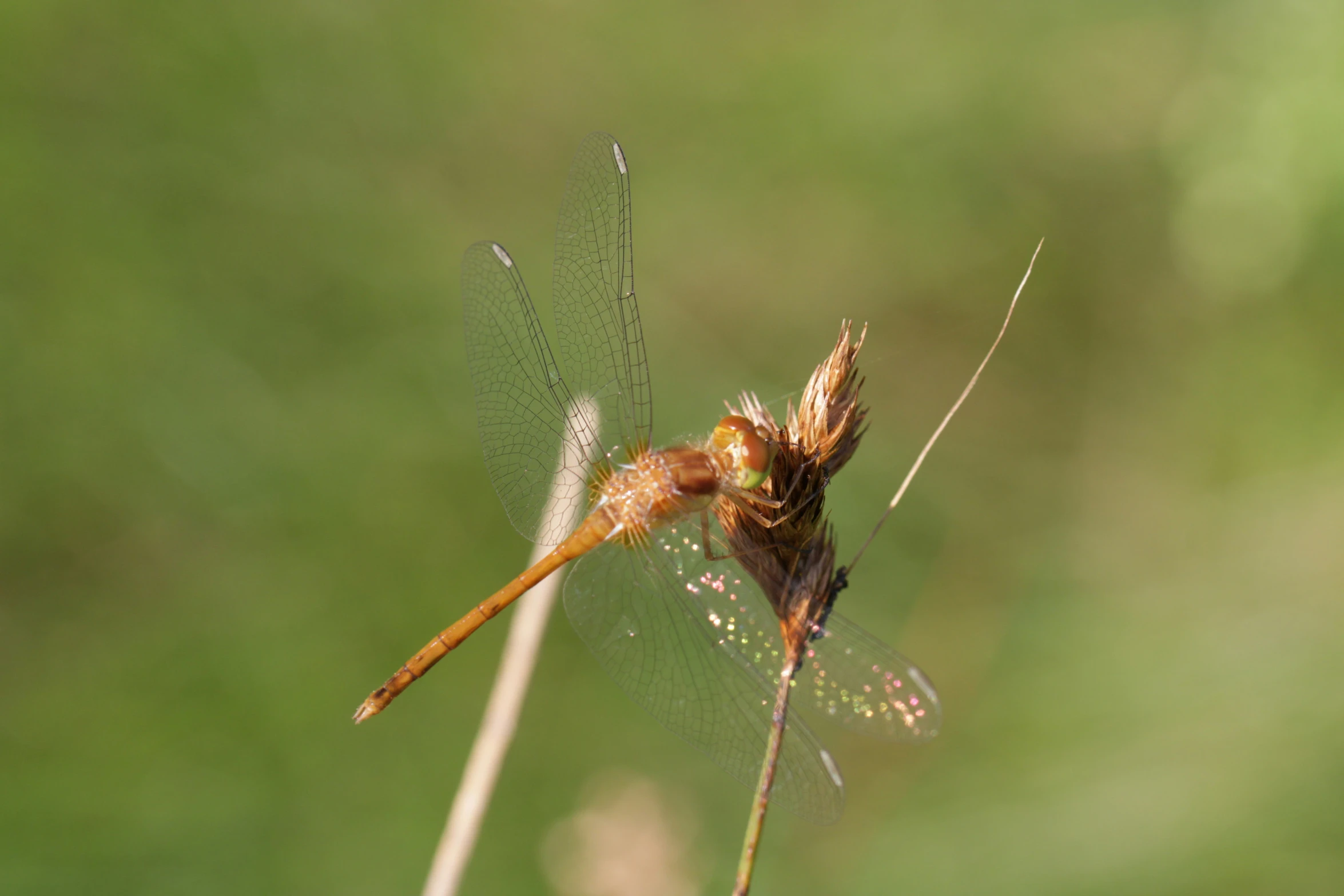 the close up of the insect is a very large color