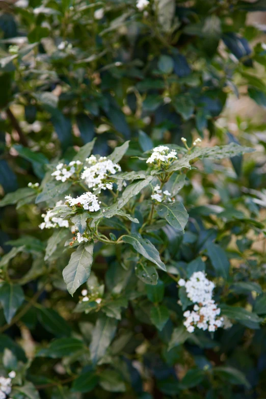 a white bush with lots of tiny white flowers