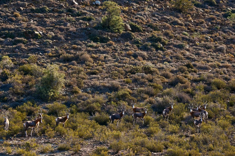 group of horses walking down the side of a hill