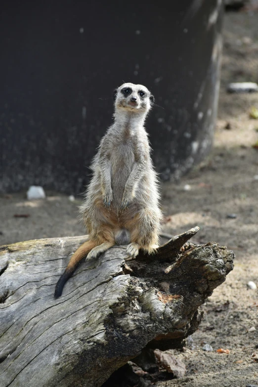 a small meerkat sits on a log looking out