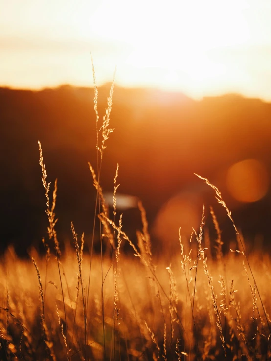 tall grass blowing in the wind with the sun shining behind it