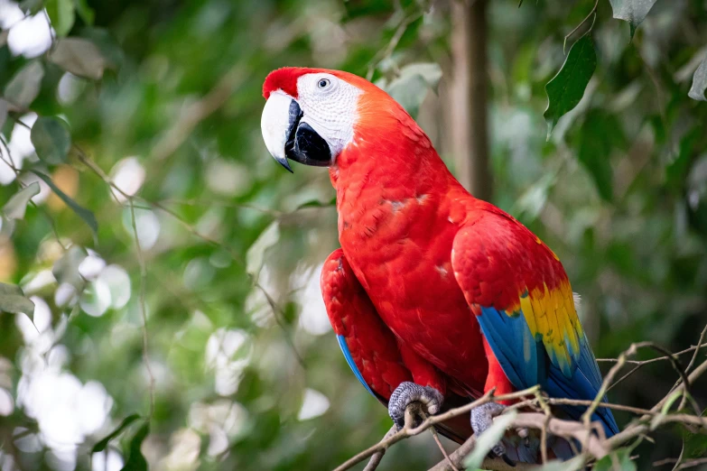 a parrot is perched on a nch among the trees