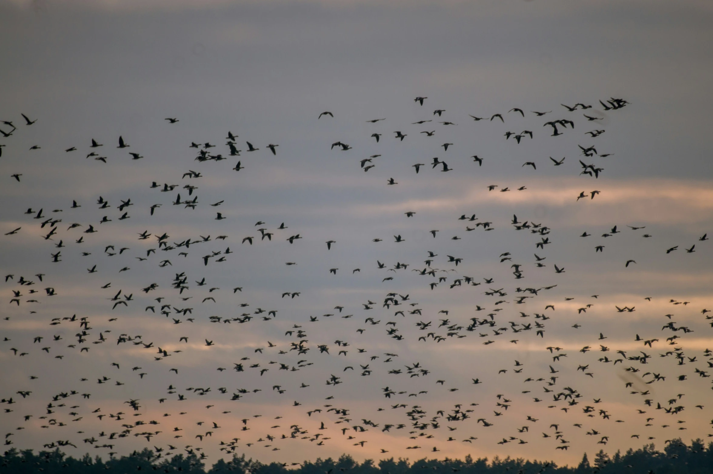 the flock of birds are flying across the sky