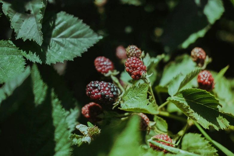 some ripe and blackberries hanging out on the tree