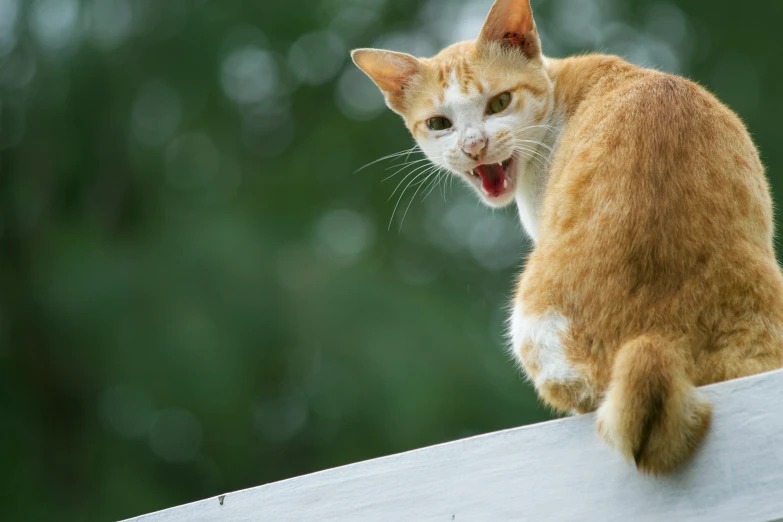 an orange cat yawns while sitting on top of a ledge