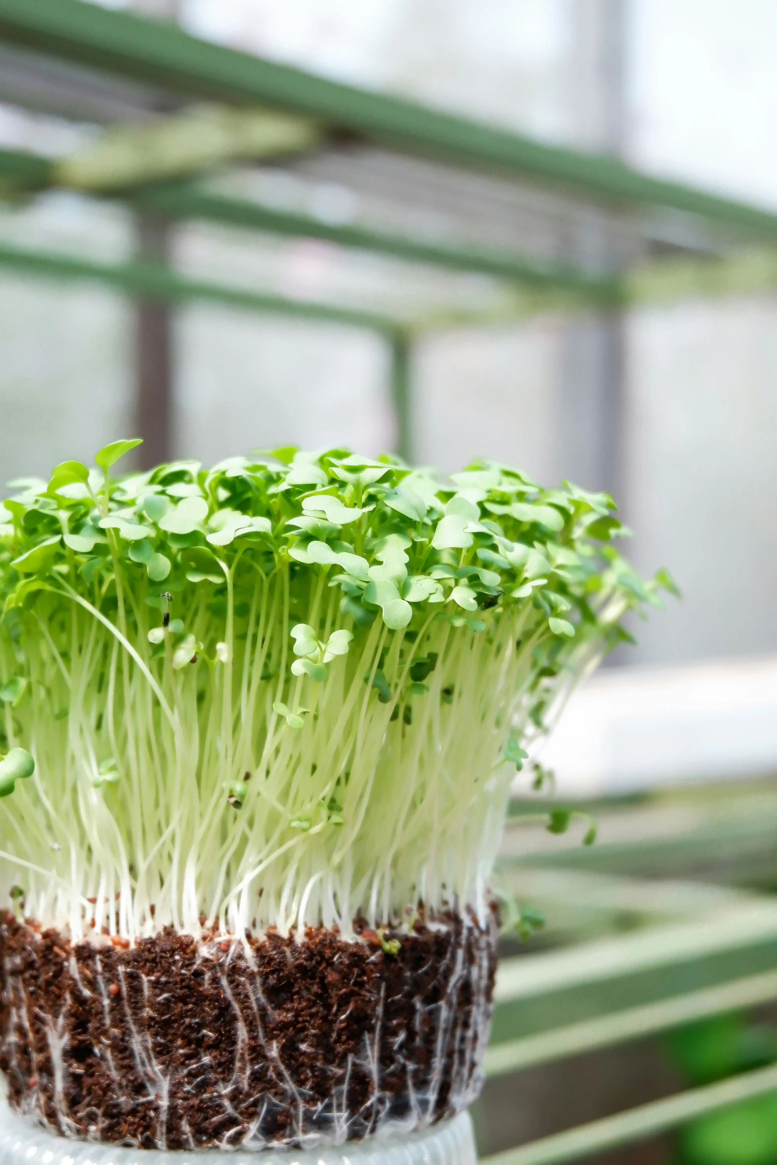 green plants are growing in a glass jar