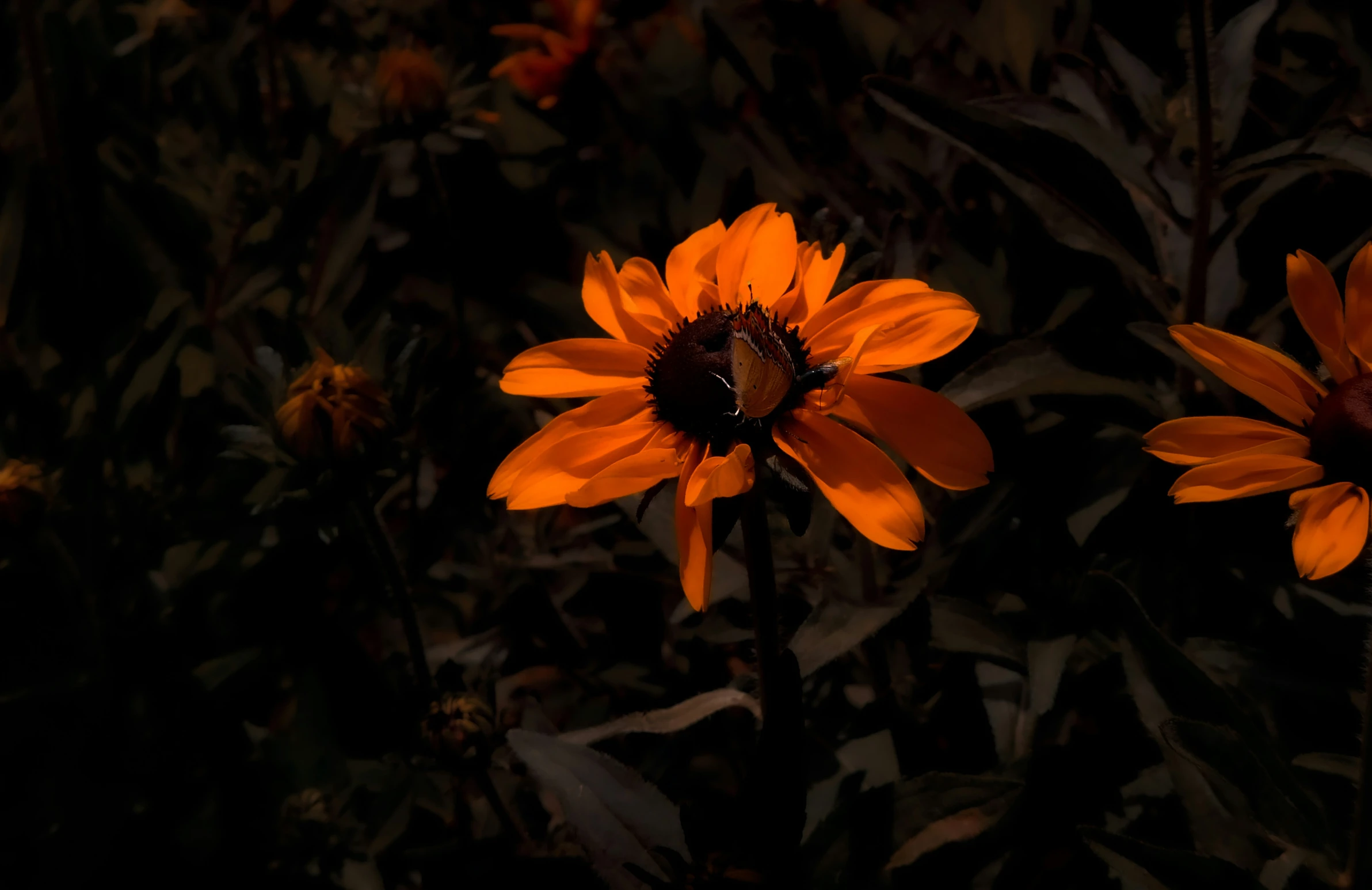 closeup of two bright yellow flowers lit up in the dark
