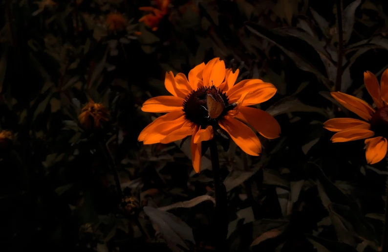 closeup of two bright yellow flowers lit up in the dark