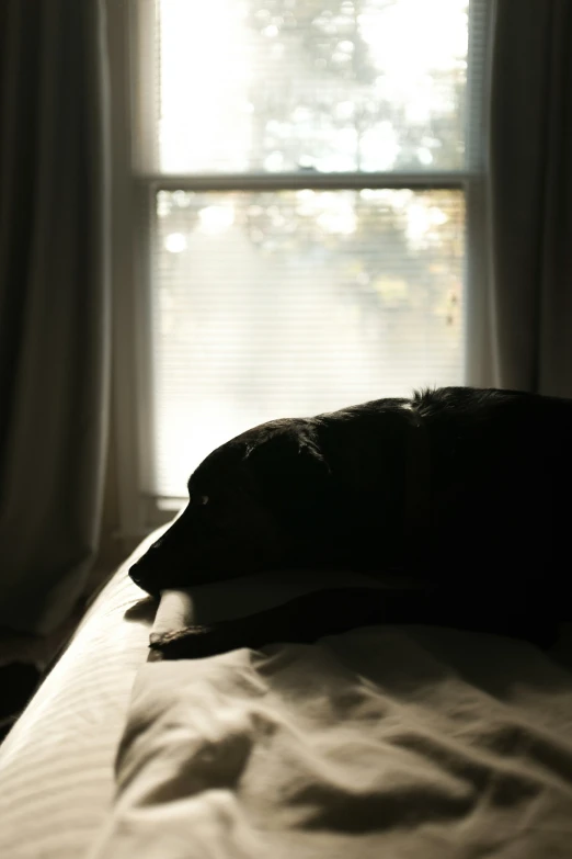 a dog sleeping on a unmade bed