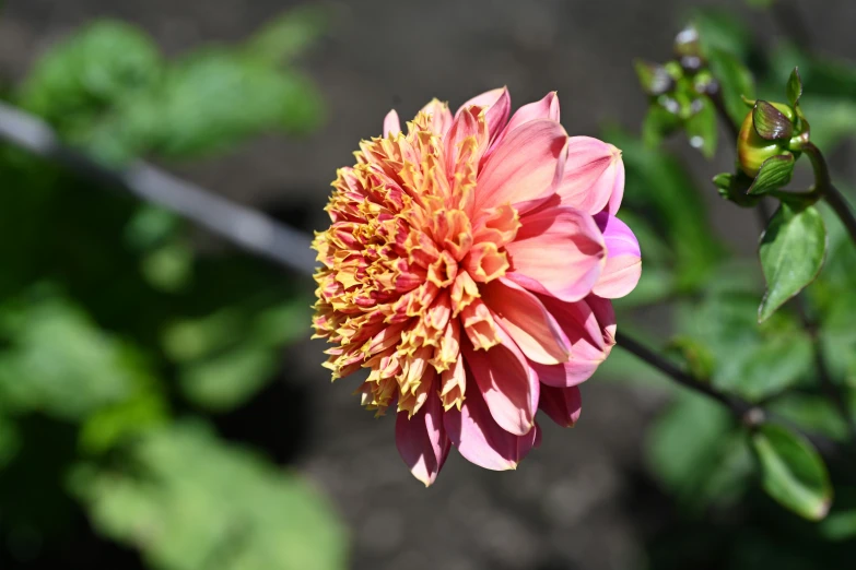 a pink and yellow flower that is blooming