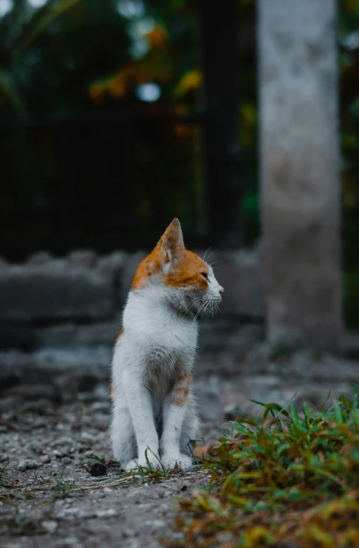 a small, fluffy orange and white cat sitting on a road