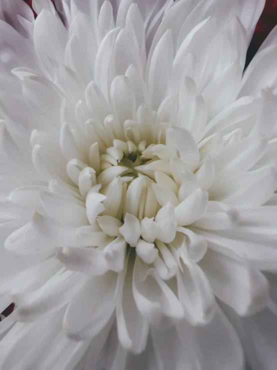 a white flower that has many petals