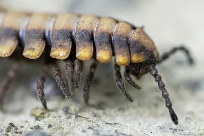 the top part of an insect's body in black and brown