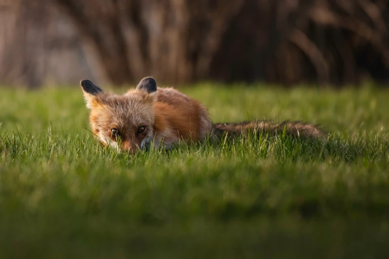 a red fox in a grassy field is looking forward