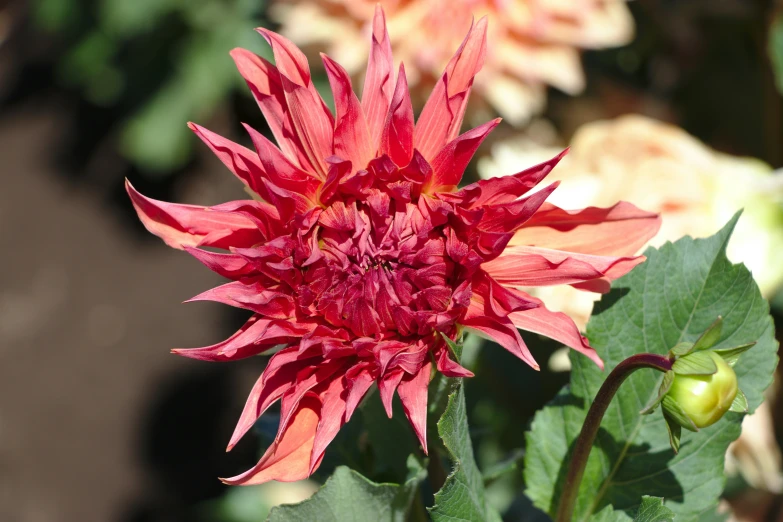 a red flower with large leaves in front of many other flowers