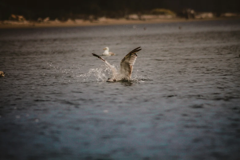 a bird that is standing in the water