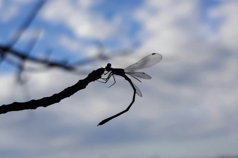 a dragonfly sits on a twig in the nches